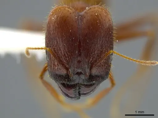 Pheidole astur specimen JTLC000016324 image jtlc000016324_2