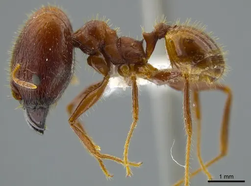 Pheidole astur specimen JTLC000016324 image jtlc000016324_3