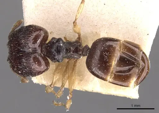 Pheidole athertonensis specimen CASENT0908023 image casent0908023_1