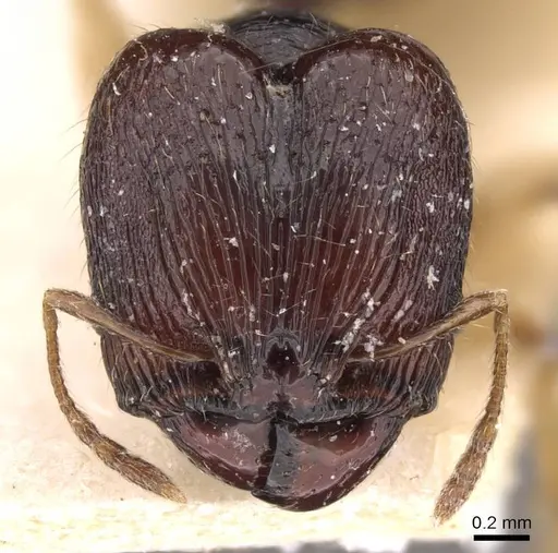 Pheidole athertonensis specimen CASENT0908023 image casent0908023_2