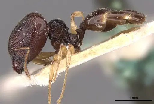 Pheidole athertonensis specimen CASENT0908023 image casent0908023_3