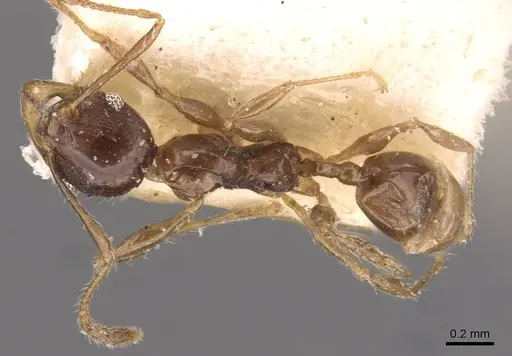 Pheidole athertonensis specimen CASENT0908024 image casent0908024_1