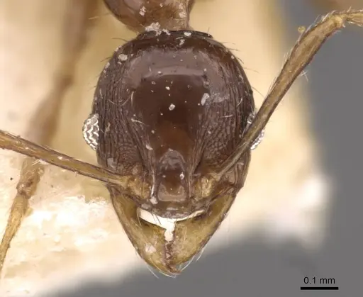 Pheidole athertonensis specimen CASENT0908024 image casent0908024_2