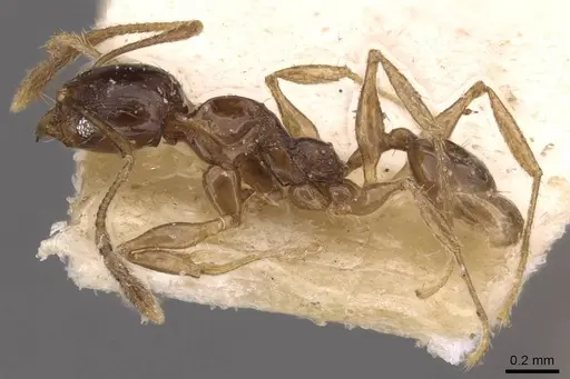 Pheidole athertonensis specimen CASENT0908024 image casent0908024_3