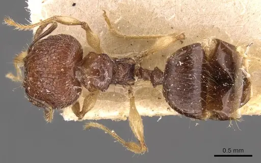 Pheidole athertonensis specimen CASENT0908025 image casent0908025_1