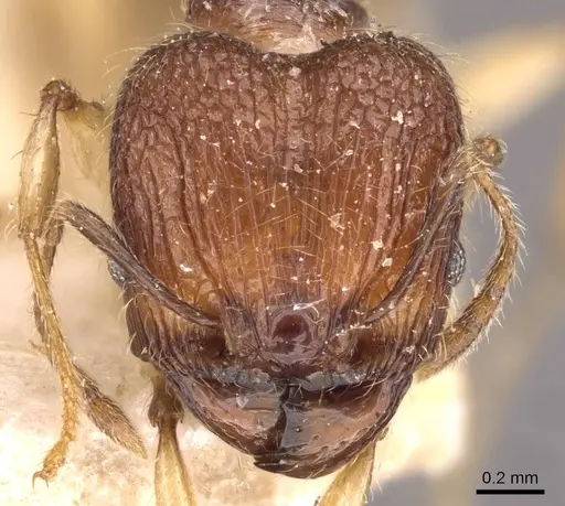 Pheidole athertonensis specimen CASENT0908025 image casent0908025_2