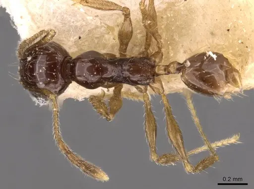 Pheidole athertonensis specimen CASENT0908026 image casent0908026_1