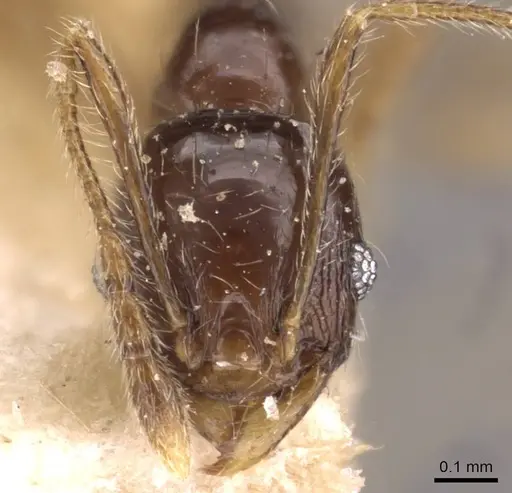 Pheidole athertonensis specimen CASENT0908026 image casent0908026_2