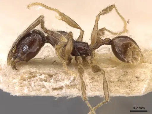 Pheidole athertonensis specimen CASENT0908026 image casent0908026_3