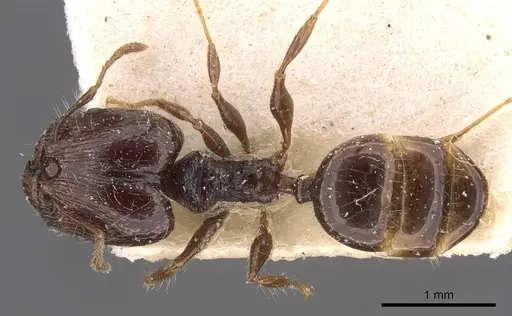 Pheidole athertonensis specimen CASENT0908027 image casent0908027_1