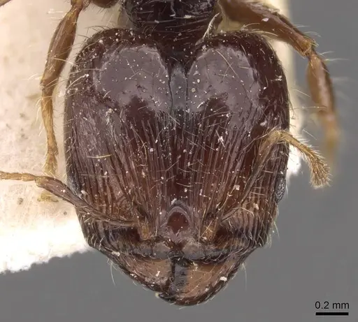 Pheidole athertonensis specimen CASENT0908027 image casent0908027_2