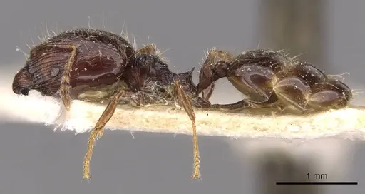 Pheidole athertonensis specimen CASENT0908027 image casent0908027_3