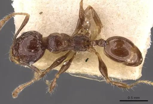 Pheidole athertonensis specimen CASENT0908028 image casent0908028_1