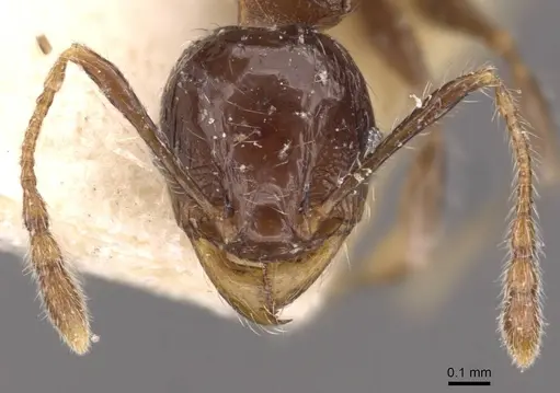 Pheidole athertonensis specimen CASENT0908028 image casent0908028_2