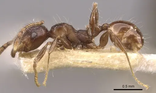 Pheidole athertonensis specimen CASENT0908028 image casent0908028_3
