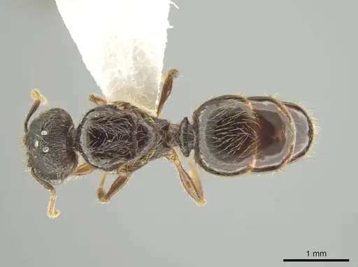 Pheidole atitlana specimen CASENT0605263 image casent0605263_1