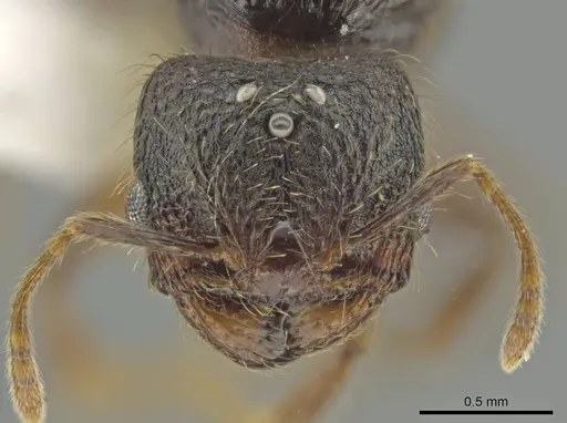 Pheidole atitlana specimen CASENT0605263 image casent0605263_2