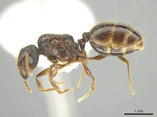 Pheidole atitlana specimen CASENT0605263 image casent0605263_3
