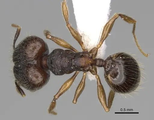 Pheidole atitlana specimen CASENT0612614 image casent0612614_1