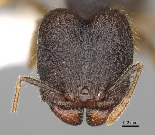 Pheidole atitlana specimen CASENT0612614 image casent0612614_2