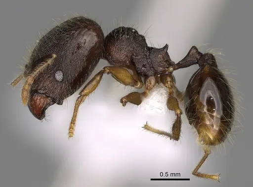 Pheidole atitlana specimen CASENT0612614 image casent0612614_3