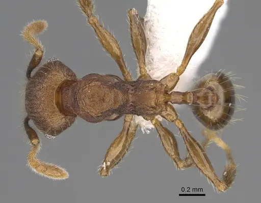 Pheidole atitlana specimen CASENT0612615 image casent0612615_1