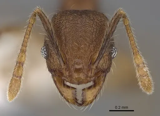 Pheidole atitlana specimen CASENT0612615 image casent0612615_2