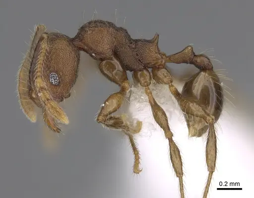 Pheidole atitlana specimen CASENT0612615 image casent0612615_3