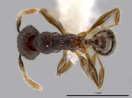 Pheidole atitlana specimen CASENT0612670 image casent0612670_1