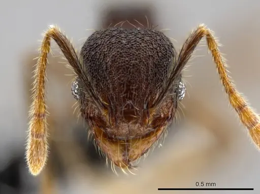 Pheidole atitlana specimen CASENT0612670 image casent0612670_2