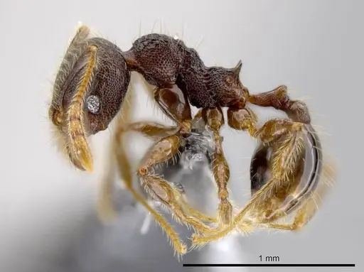 Pheidole atitlana specimen CASENT0612670 image casent0612670_3