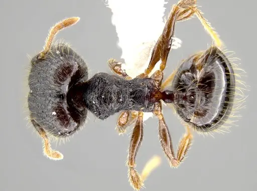 Pheidole atitlana specimen CASENT0612671 image casent0612671_1