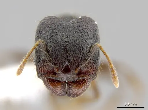 Pheidole atitlana specimen CASENT0612671 image casent0612671_2