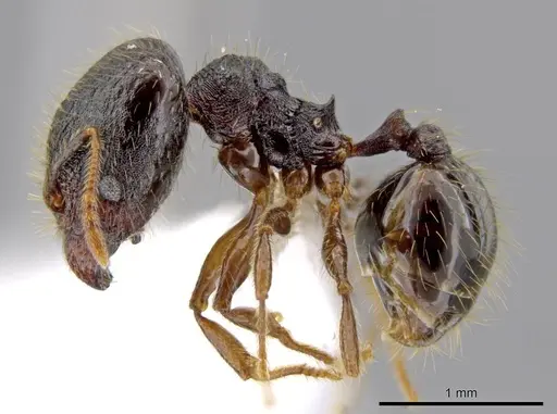 Pheidole atitlana specimen CASENT0612671 image casent0612671_3