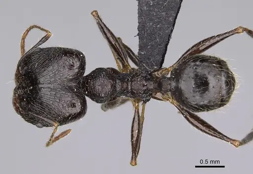 Pheidole atsirakambiaty specimen CASENT0491660 image casent0491660_1