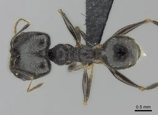 Pheidole atsirakambiaty specimen CASENT0491660 image casent0491660_2