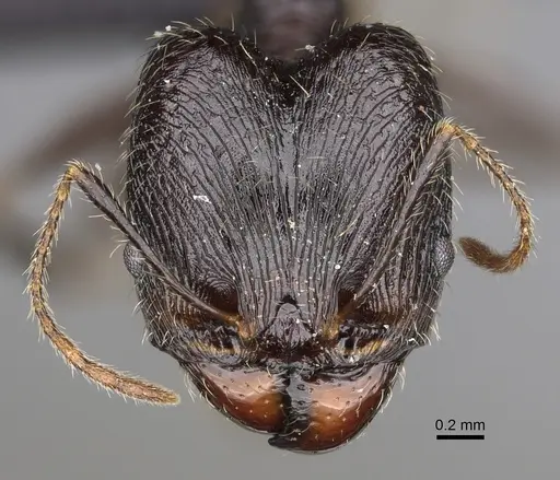 Pheidole atsirakambiaty specimen CASENT0491660 image casent0491660_3