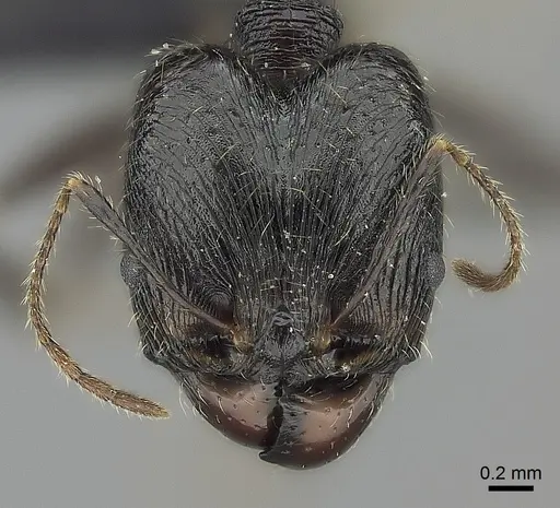 Pheidole atsirakambiaty specimen CASENT0491660 image casent0491660_4