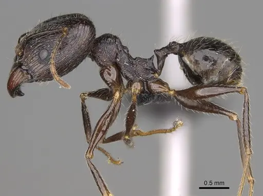 Pheidole atsirakambiaty specimen CASENT0491660 image casent0491660_5