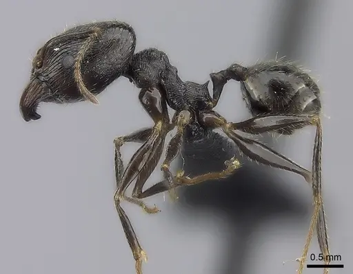 Pheidole atsirakambiaty specimen CASENT0491660 image casent0491660_6