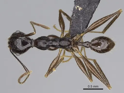 Pheidole atsirakambiaty specimen CASENT0491661 image casent0491661_1