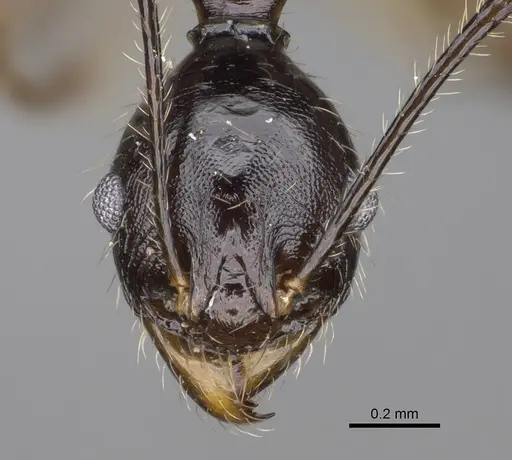 Pheidole atsirakambiaty specimen CASENT0491661 image casent0491661_2