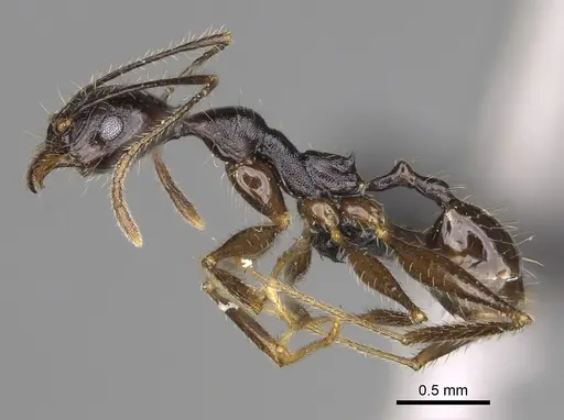 Pheidole atsirakambiaty specimen CASENT0491661 image casent0491661_3