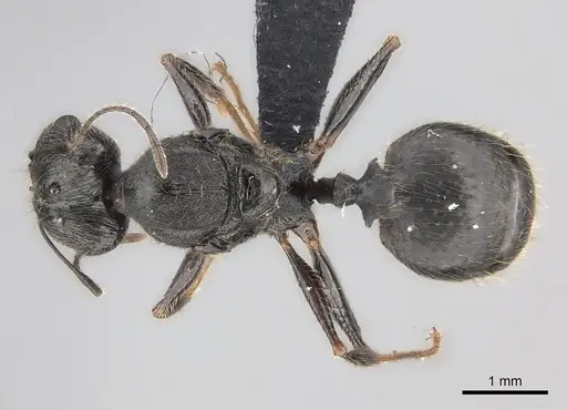 Pheidole atsirakambiaty specimen CASENT0491664 image casent0491664_1