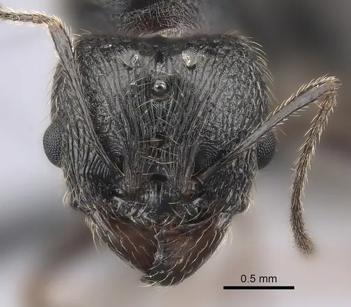 Pheidole atsirakambiaty specimen CASENT0491664 image casent0491664_2