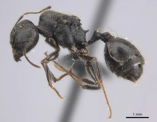 Pheidole atsirakambiaty specimen CASENT0491664 image casent0491664_3
