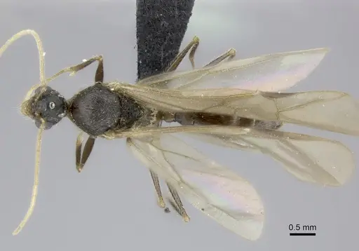 Pheidole atsirakambiaty specimen CASENT0491665 image casent0491665_1