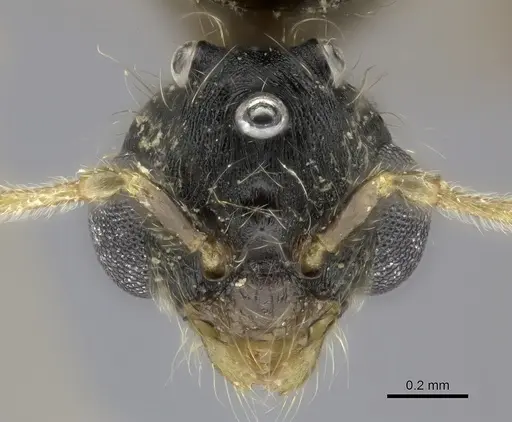 Pheidole atsirakambiaty specimen CASENT0491665 image casent0491665_2