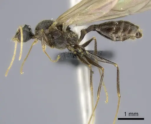 Pheidole atsirakambiaty specimen CASENT0491665 image casent0491665_3