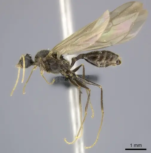 Pheidole atsirakambiaty specimen CASENT0491665 image casent0491665_4